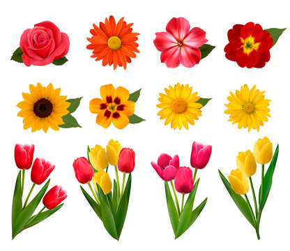 Set of beautiful flowers. Vector illustration
