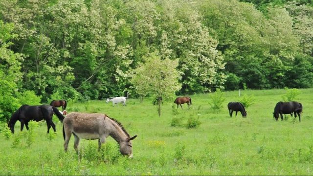 Donkey and horses grazing on the green meadow