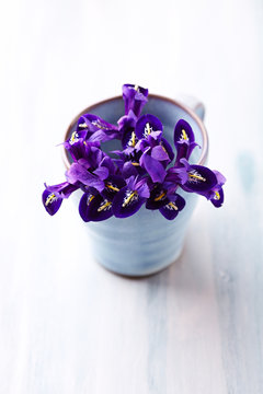 Iris flowers in a blue cup
