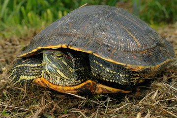 Trachemys scripta