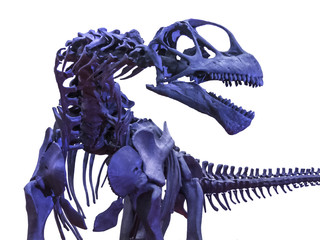 Tyrannosaurus rex skeleton on white
