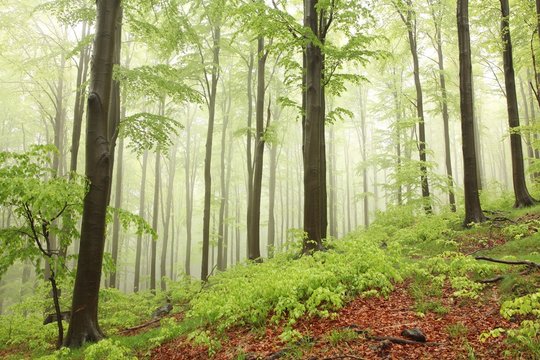 Spring beech forest in the rain surrounded by mountain mist
