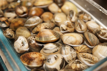 Obraz na płótnie Canvas Live clams in water, close-up
