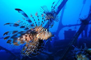 Naklejka na ściany i meble Lionfishes of shipwreck Zabargad Island, Red Sea
