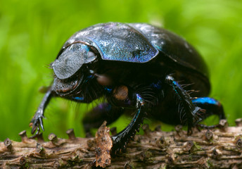 Forest dung beetle - obrazy, fototapety, plakaty