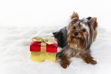Yorkie with red gift