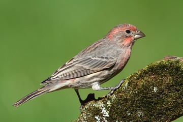 Male House Finch (Carpodacus mexicanus)