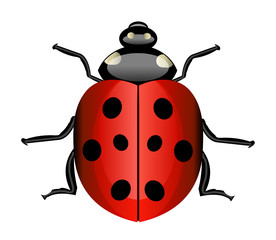 Vector ladybug