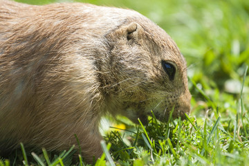 Prairie Dog