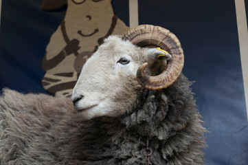 Sheep with horns