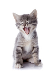 Yawning gray kitten.
