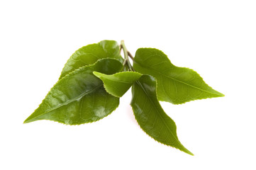 fresh tea leaves isoalted on the white background
