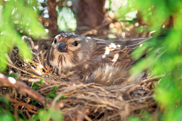 Small Common Linnet bird laying eggs in the nest