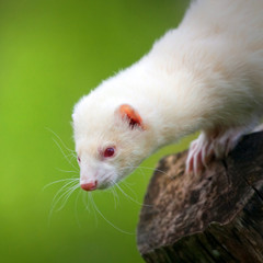 white ferret