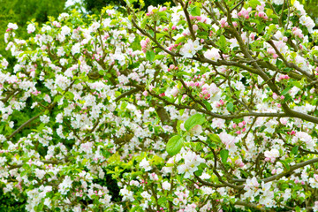 Prunus genus - Pink Cherry Blossom flower on a warm spring day