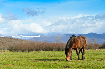 Obraz premium Horse on the meadow