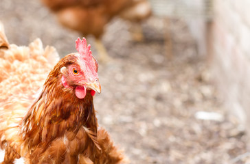 rhode island red hybrid chicken in the back garden