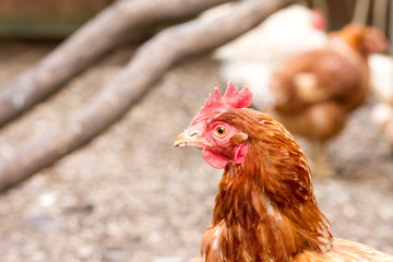 rhode island red hybrid chicken in the back garden