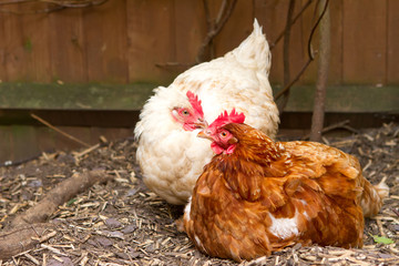 rhode island red hybrid chicken in the back garden with a sussex