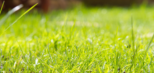close up view of the grass in a garden shot from ground level