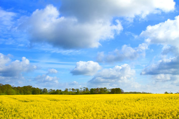 rapeseed oil field in the English countryside