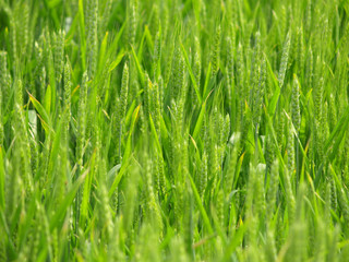 Fototapeta na wymiar Organic green wheat close up