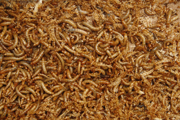 mealworms