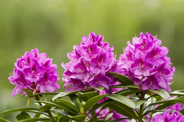 Crédence de cuisine en verre imprimé Azalée Washington State Coast Rhododendron Flower in full Bloom