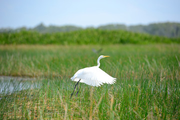 Intermediate Egret bird is at wetland