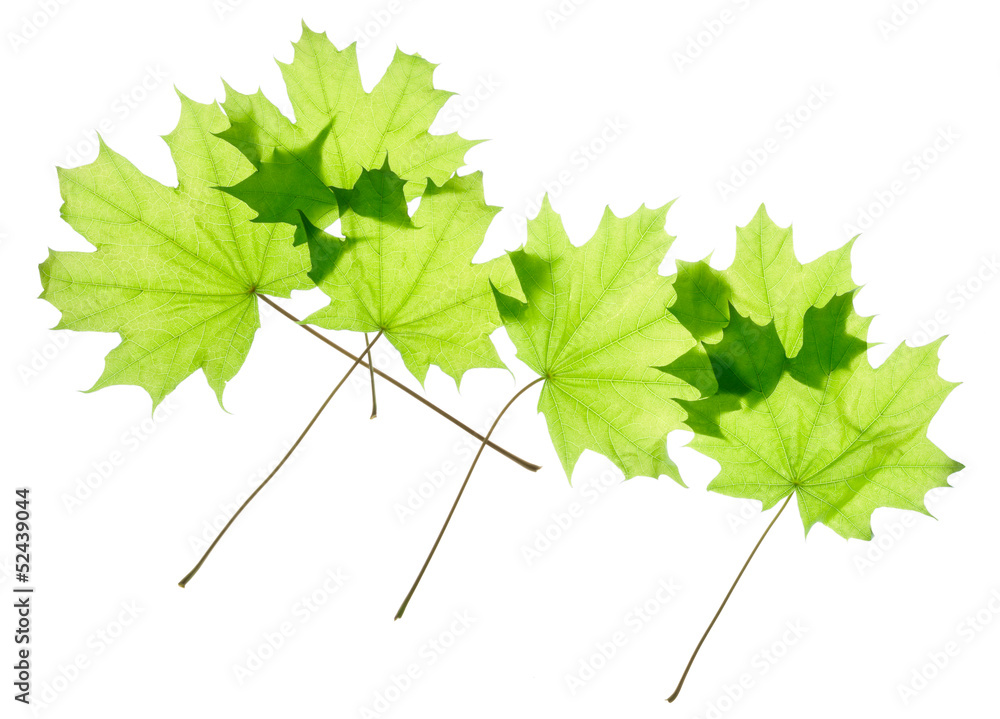 Wall mural Green maple leaves isolated