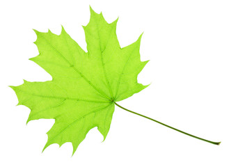 One green maple leaf