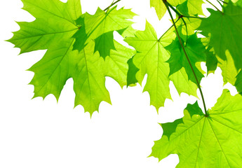 Fototapeta na wymiar Green maple leaves isolated