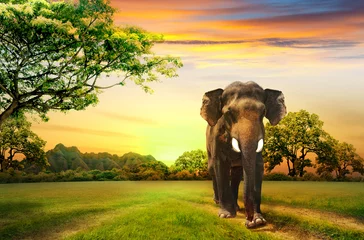 Papier Peint photo Lavable Éléphant elephant on sunset