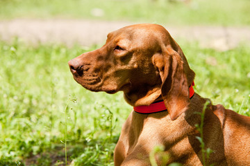 Lying viszla closeup portrait