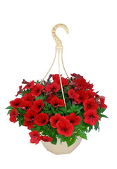 pétunia suspension