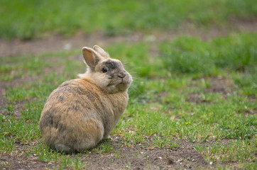 Ein einzelnes Hauskaninchen sitzt auf der Wiese