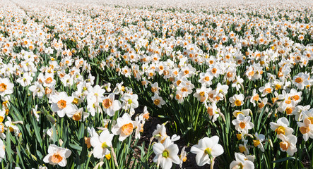 Fototapeta premium White and orange blooming Daffodils early in the morning