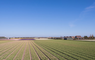 Fototapeta na wymiar Stodoły i domy obok pola tulipanów w Holandii