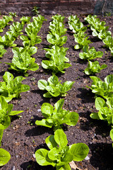 Rows of fresh lettuce plants growing in a vegetable garden