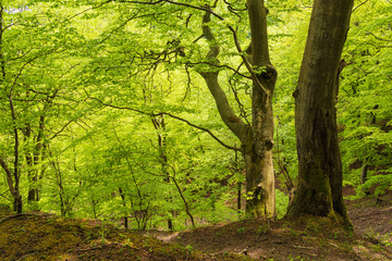 Fototapeta premium Küstenwald auf der Insel Rügen.