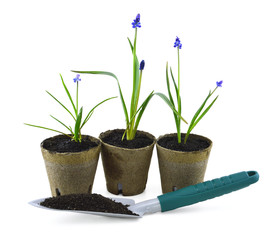 Three plants and shovel