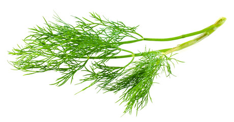 Fresh raw dill isolated on white background