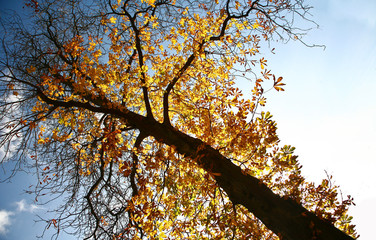 Tree in autumn