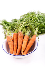 geerntete Karotten