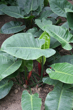 Filodendro