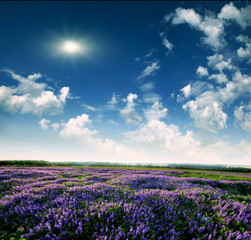 Fototapeta premium Lavender field at the end of the day