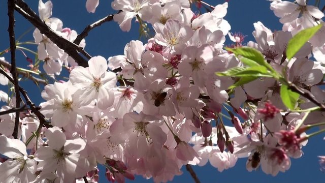 Honeybee at a cherry blossoms.