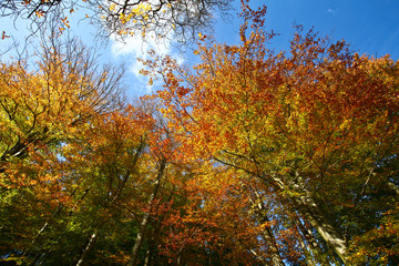Fototapeta premium Forest in autumn