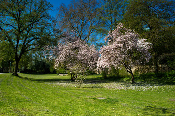 Magnolienbäume im Frühling