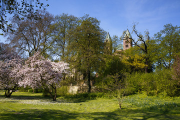 Fototapeta na wymiar Magnolienbäume im Frühling